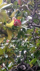 Magnolia grandiflora