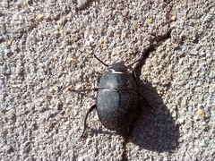 Erodius tibialis