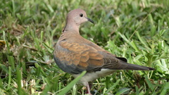 Streptopelia senegalensis