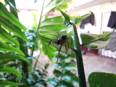 Arachnida