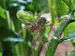 Arachnida