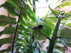 Arachnida