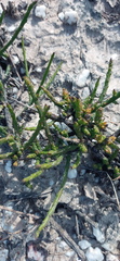 Thesium flexuosum