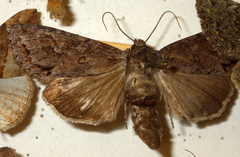 Polia bombycina