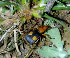 Pheropsophus africanus