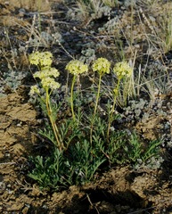 Patrinia intermedia