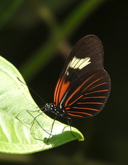 Heliconius melpomene malleti