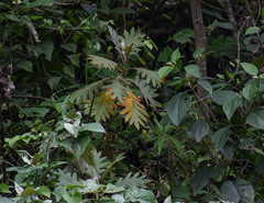 Bocconia frutescens