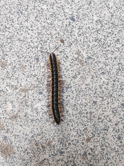 Asiomorpha coarctata