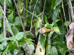 Chlorospingus semifuscus