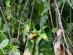 Chlorospingus semifuscus
