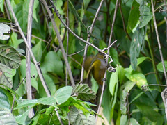 Chlorospingus semifuscus