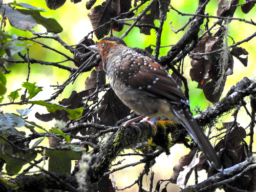 Spotted Laughingthrush (Ianthocincla ocellata), photo 6