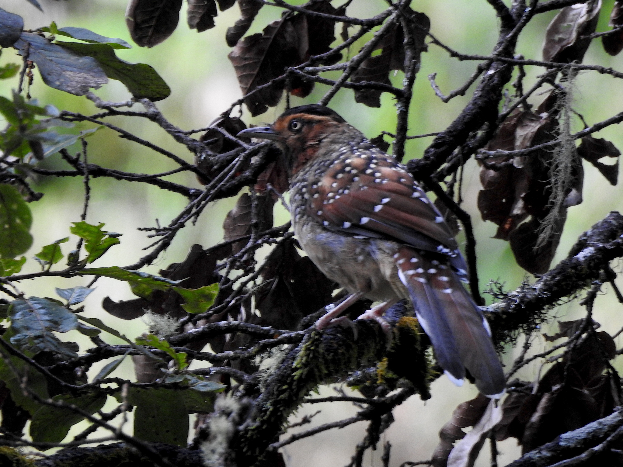Spotted Laughingthrush