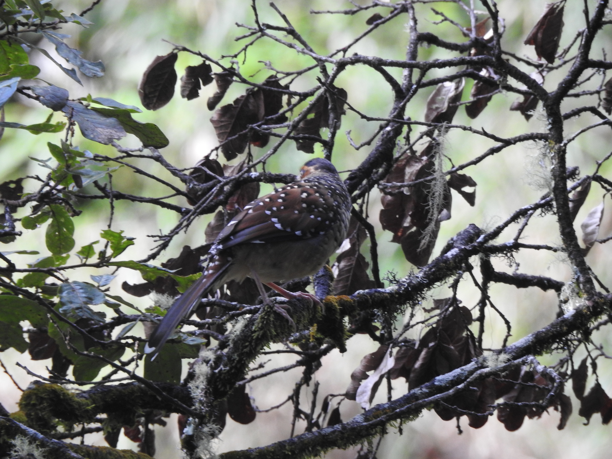 Spotted Laughingthrush
