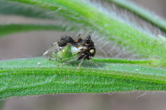 Cyphonia clavigera