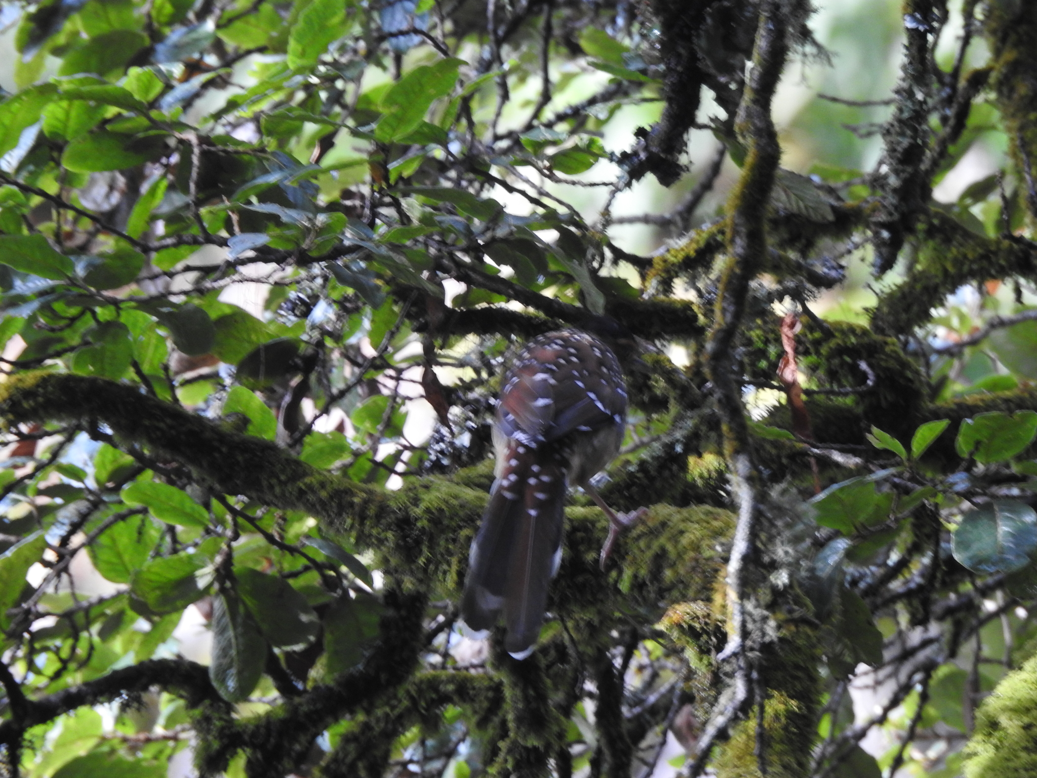 Spotted Laughingthrush