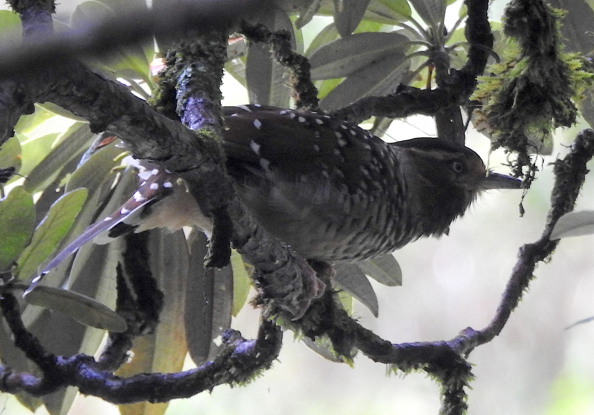 Spotted Laughingthrush