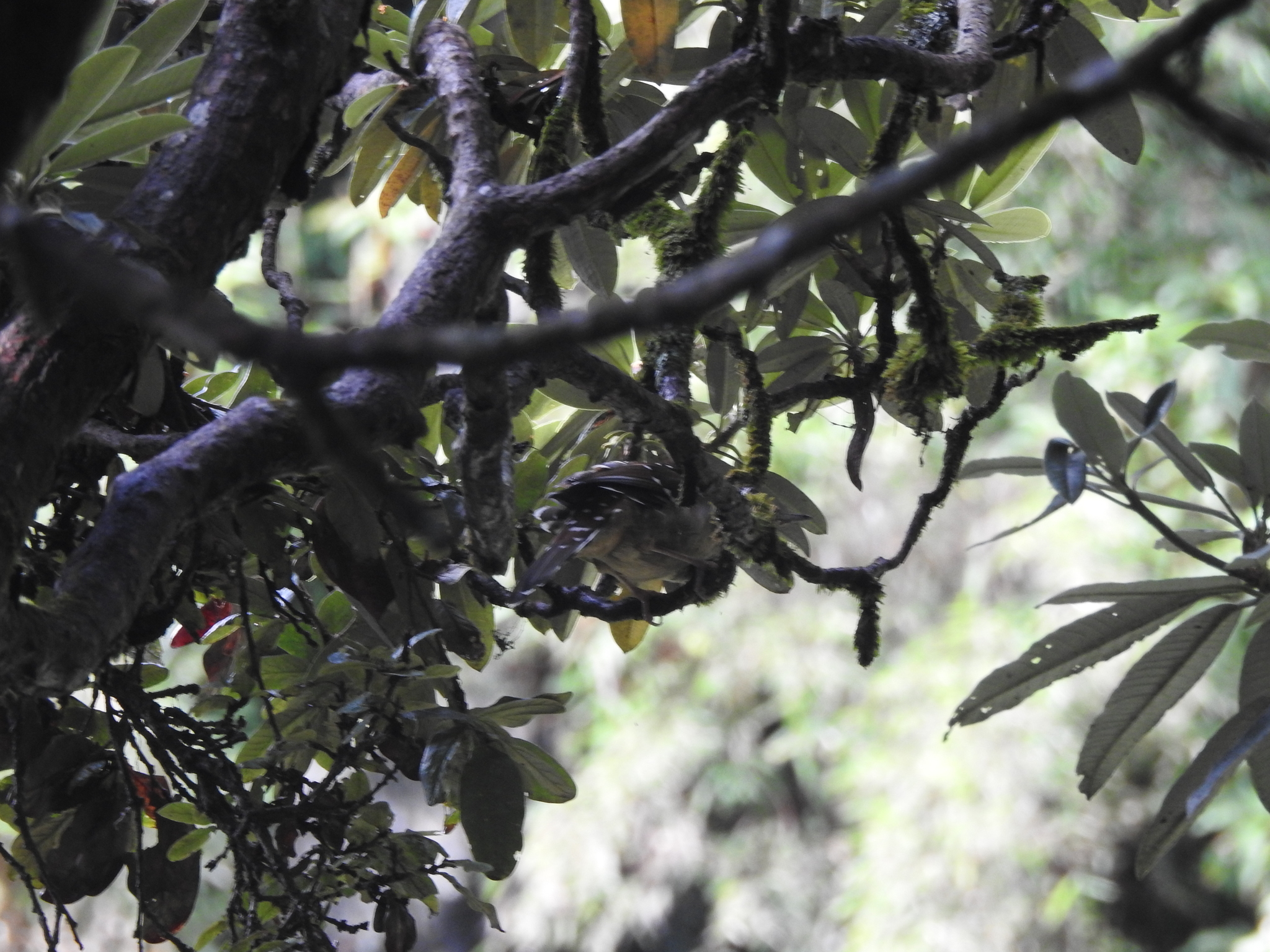 Spotted Laughingthrush