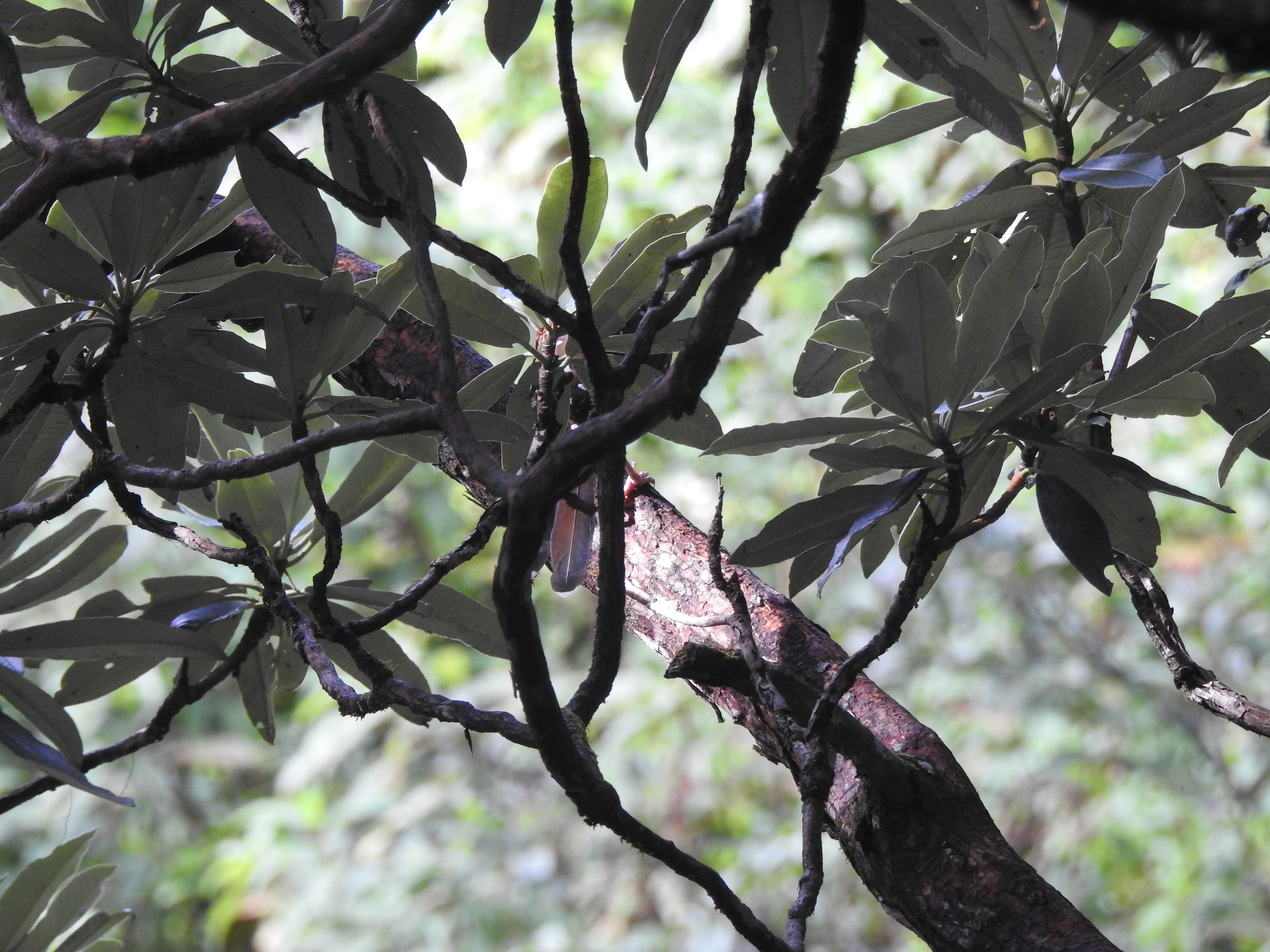 Spotted Laughingthrush