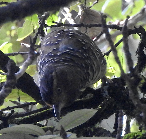 Spotted Laughingthrush (Ianthocincla ocellata), photo 4