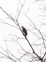 Accipiter cooperii