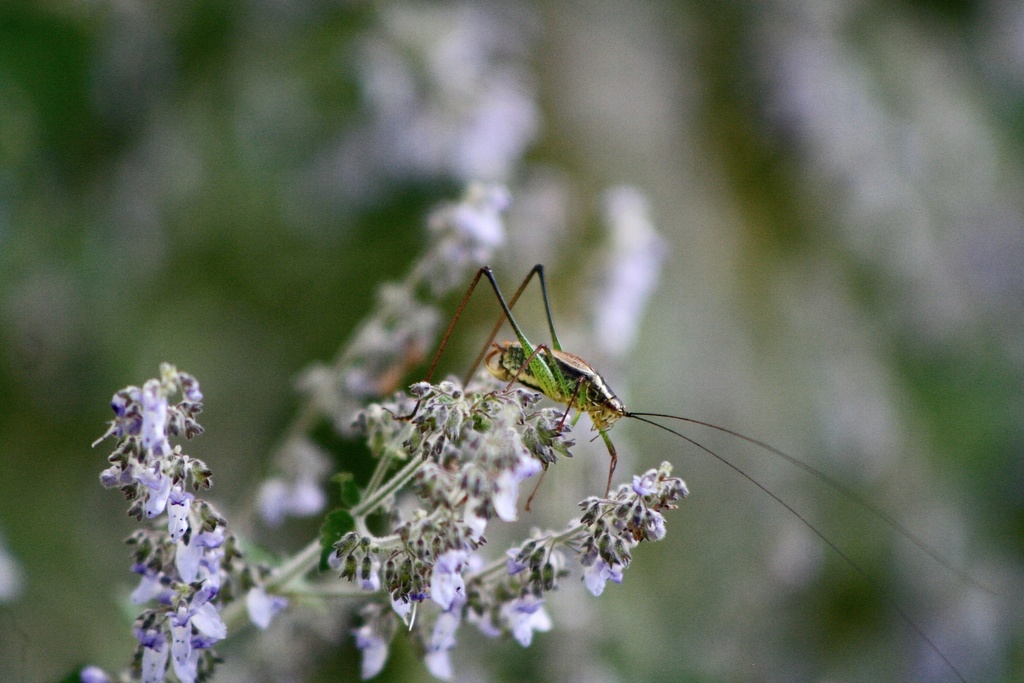 Letana brachyptera