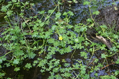 Ranunculus radicans