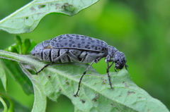 Epicauta atomaria