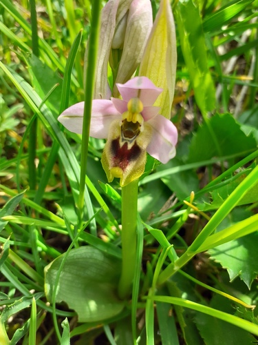 Ophrys image