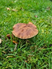 Fungi
