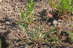 Agoseris aurantiaca purpurea