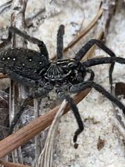Sosippus mimus