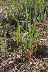 Agoseris aurantiaca purpurea