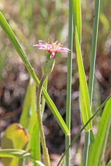 Agoseris aurantiaca purpurea