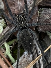 Sosippus mimus