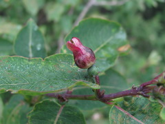 Contarinia lonicerearum