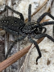Sosippus mimus