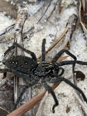 Sosippus mimus