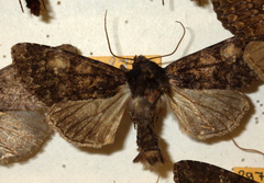 Apamea rubrirena