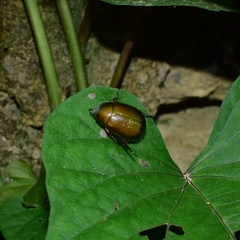 Anomala coxalis