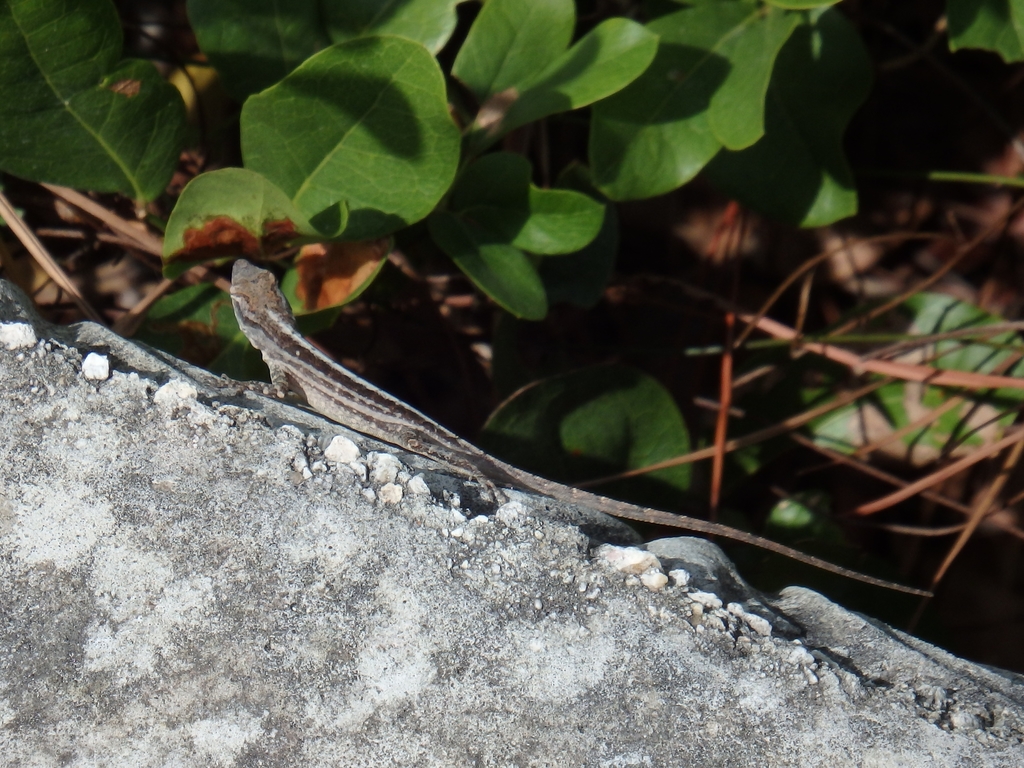 Brown Anole from Lucayan National Park (🇧🇸 The Bahamas, Grand Bahama ...