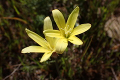 Sparaxis fragrans