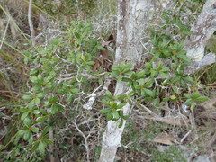 Terminalia molinetii