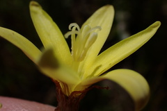 Sparaxis fragrans