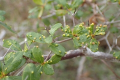 Terminalia molinetii