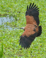 Black-Collared Hawk photo 5