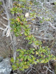 Terminalia molinetii