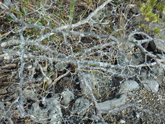 Terminalia molinetii