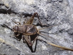 Eurepella